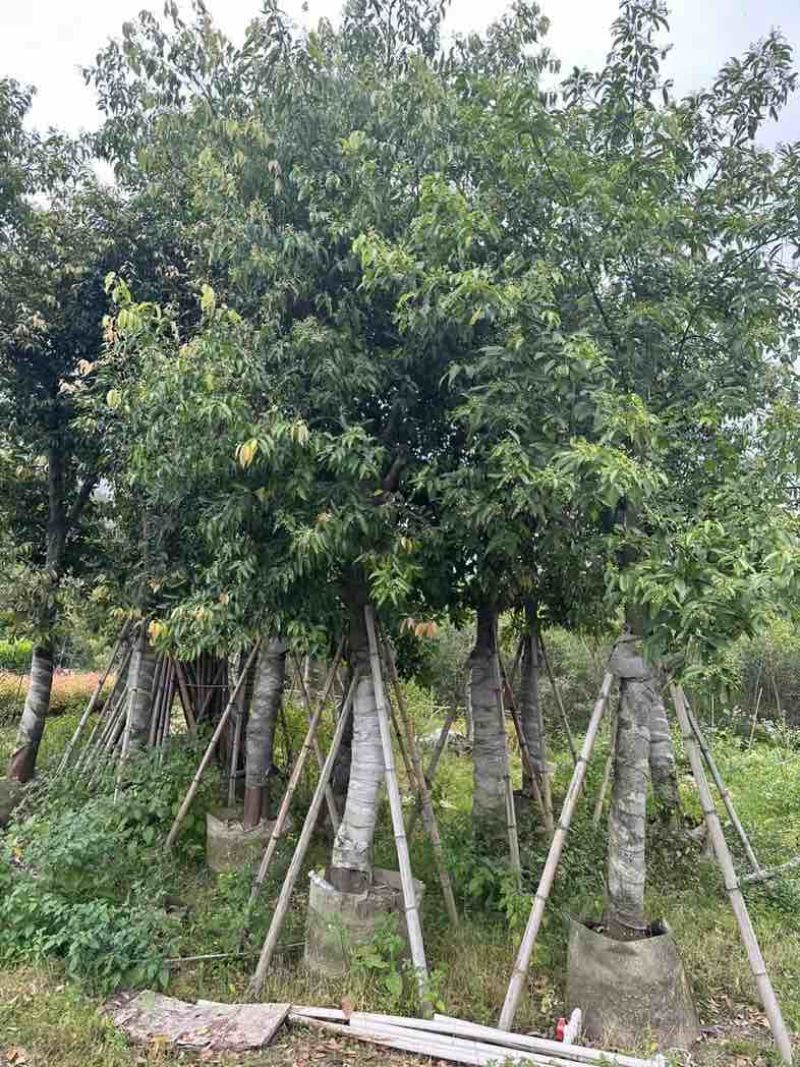 阴香（天竺桂）基地直销规格齐全欢迎老板来电咨询合作