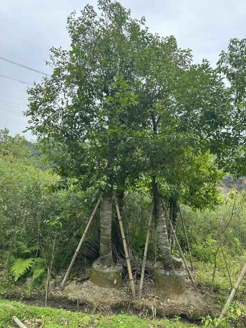 阴香（天竺桂）基地直销规格齐全欢迎老板来电咨询合作