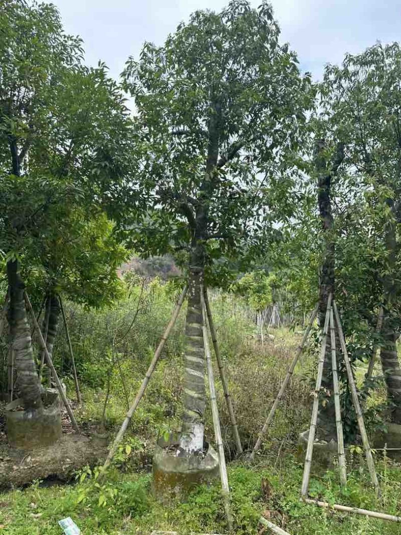 阴香（天竺桂）基地直销规格齐全欢迎老板来电咨询合作