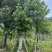 阴香（天竺桂）基地直销规格齐全欢迎老板来电咨询合作
