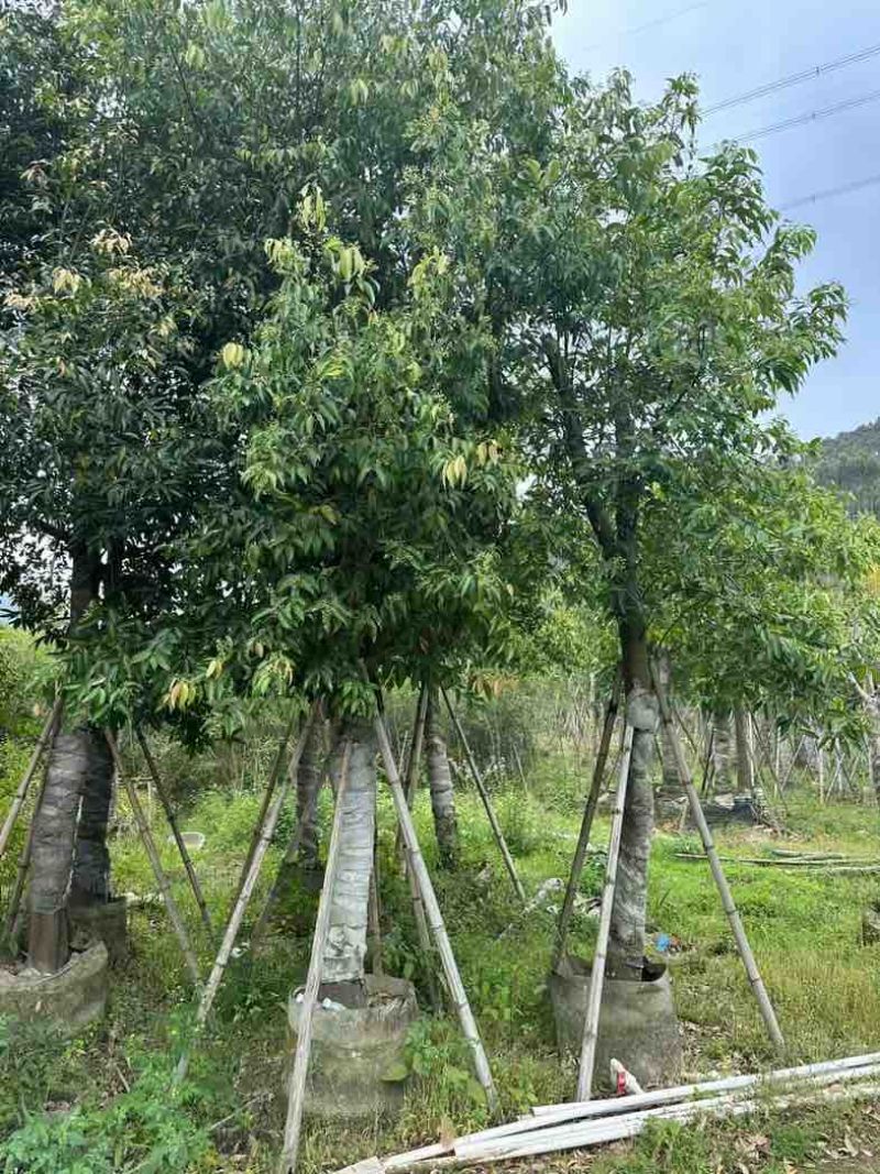 阴香（天竺桂）基地直销规格齐全欢迎老板来电咨询合作