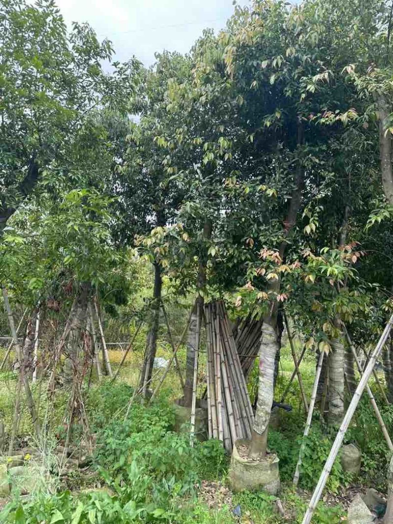 阴香（天竺桂）基地直销规格齐全欢迎老板来电咨询合作
