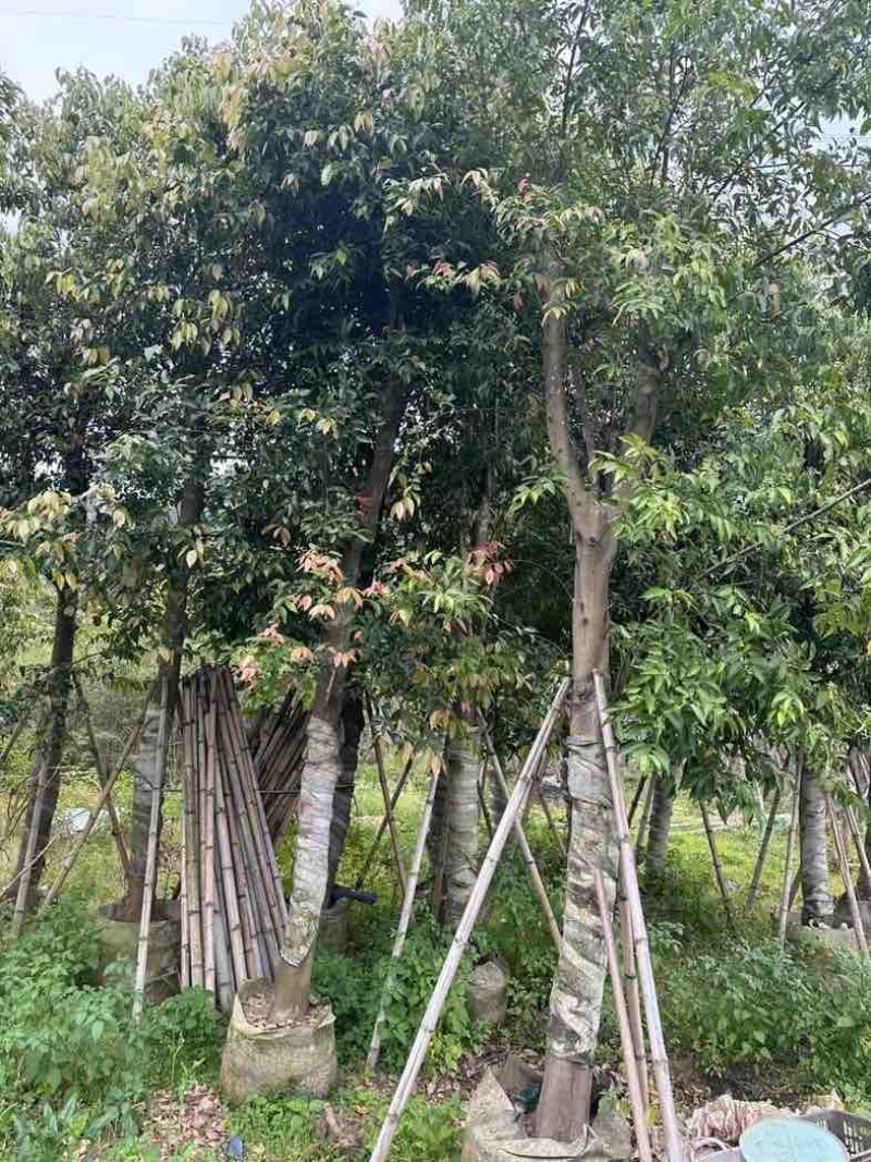 阴香（天竺桂）基地直销规格齐全欢迎老板来电咨询合作