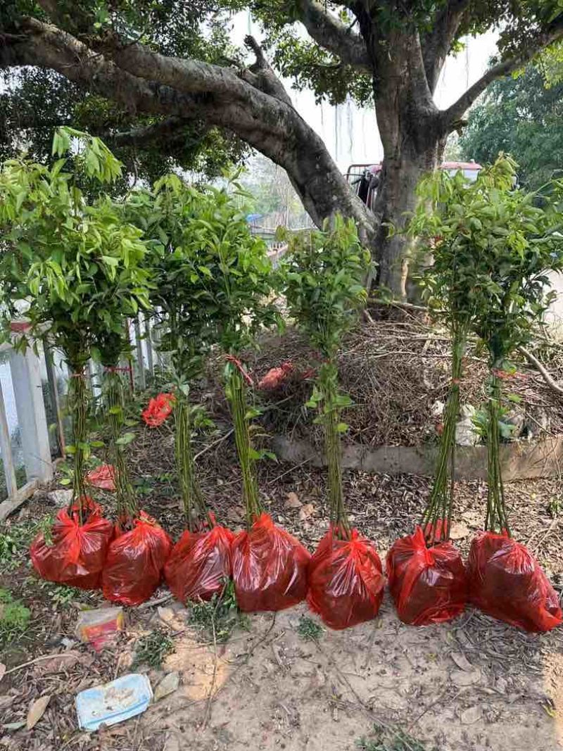 香樟原生苗1米至2米基地直销规格齐全欢迎老板来电咨询合作