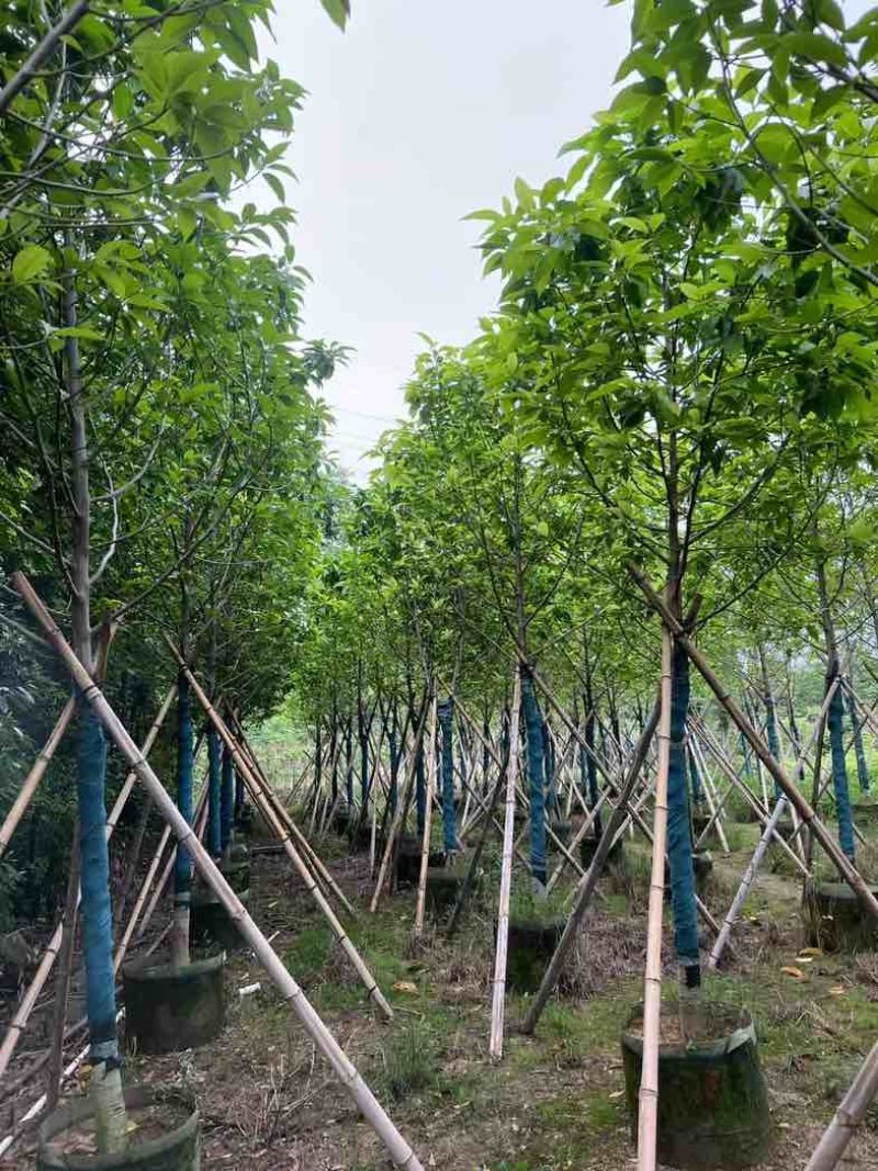 全冠白玉兰基地直销规格齐全欢迎老板来电咨询合作