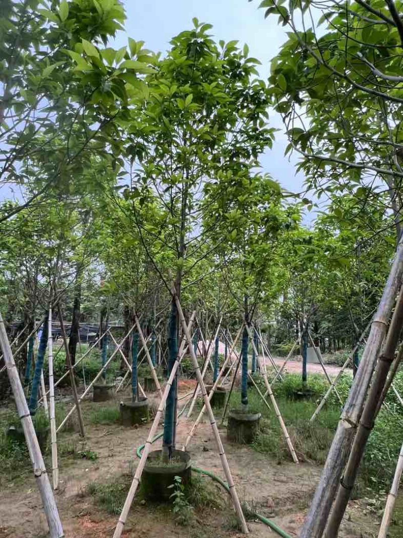 全冠白玉兰基地直销规格齐全欢迎老板来电咨询合作
