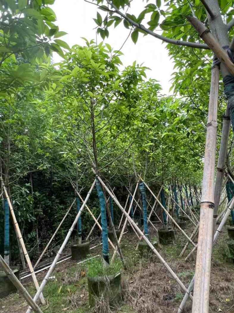 全冠白玉兰基地直销规格齐全欢迎老板来电咨询合作
