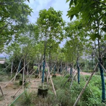 全冠白玉兰基地直销规格齐全欢迎老板来电咨询合作