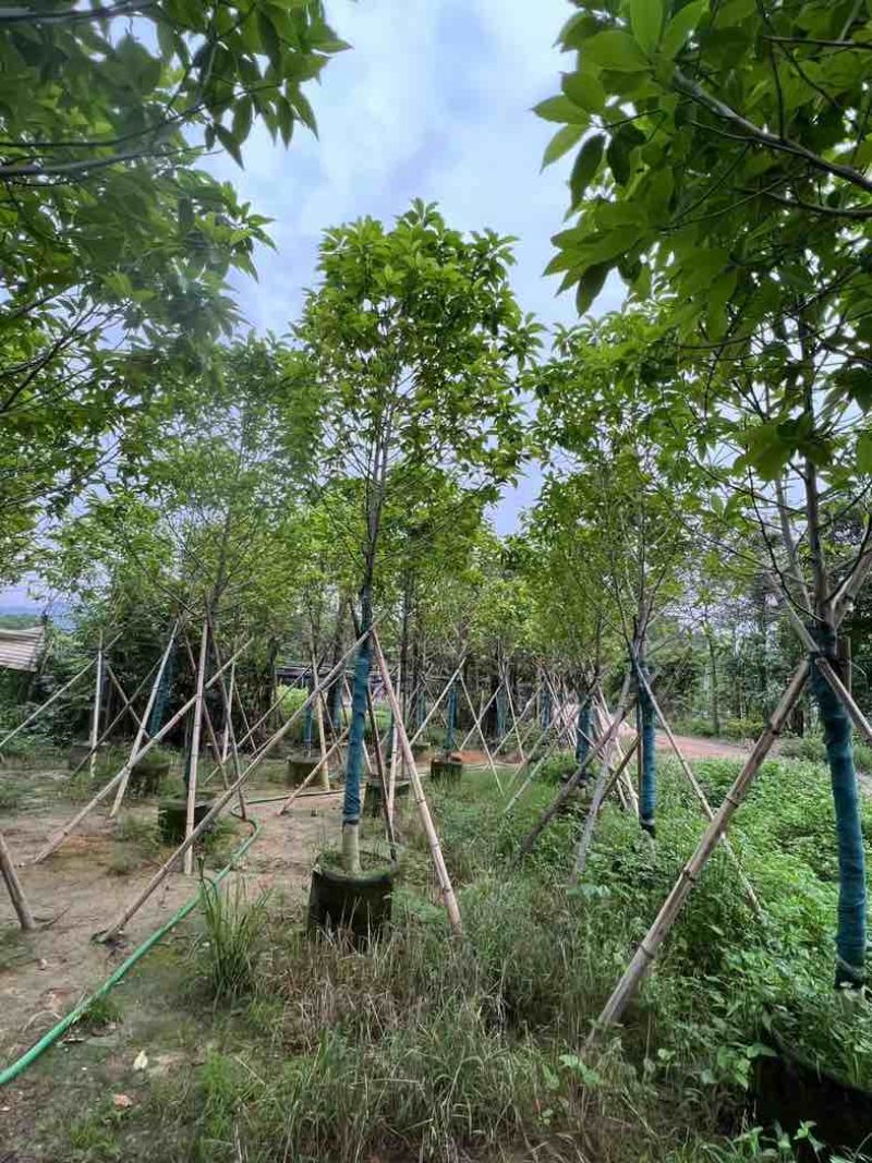 全冠白玉兰基地直销规格齐全欢迎老板来电咨询合作