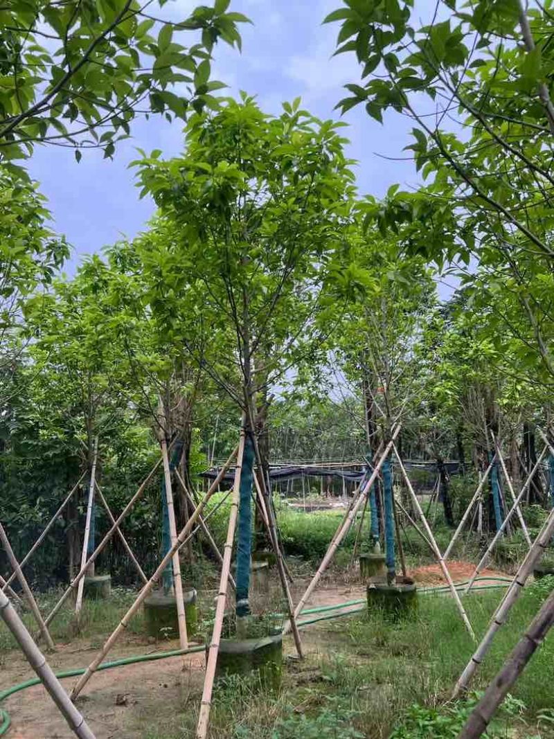 全冠白玉兰基地直销规格齐全欢迎老板来电咨询合作