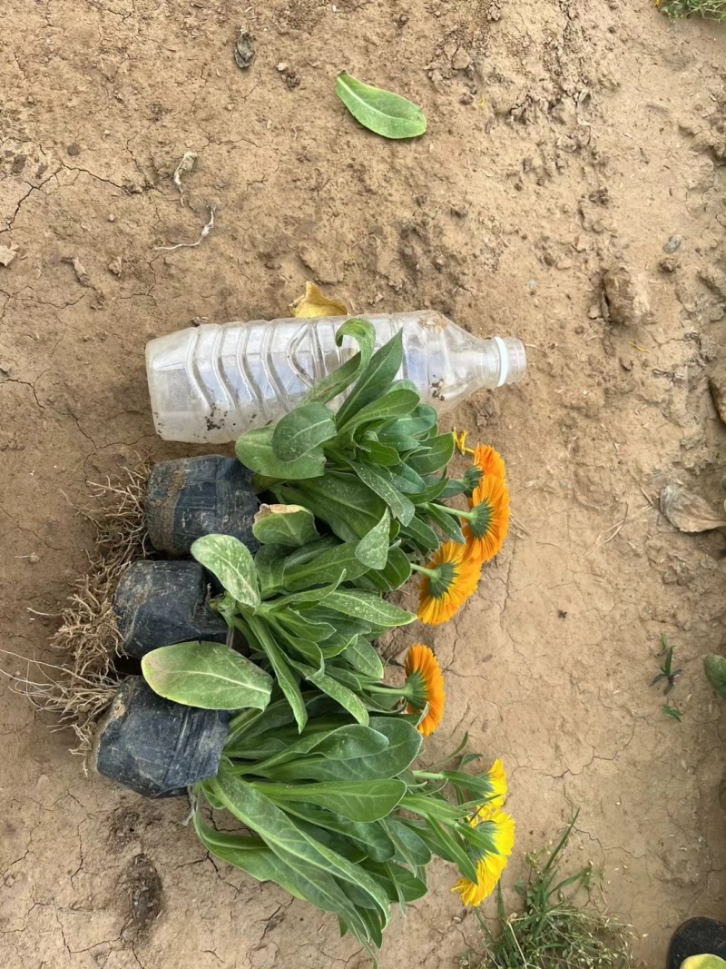 金盏菊，双色盆金盏菊