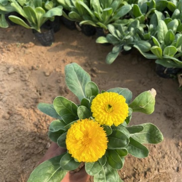 金盏菊，双色盆金盏菊