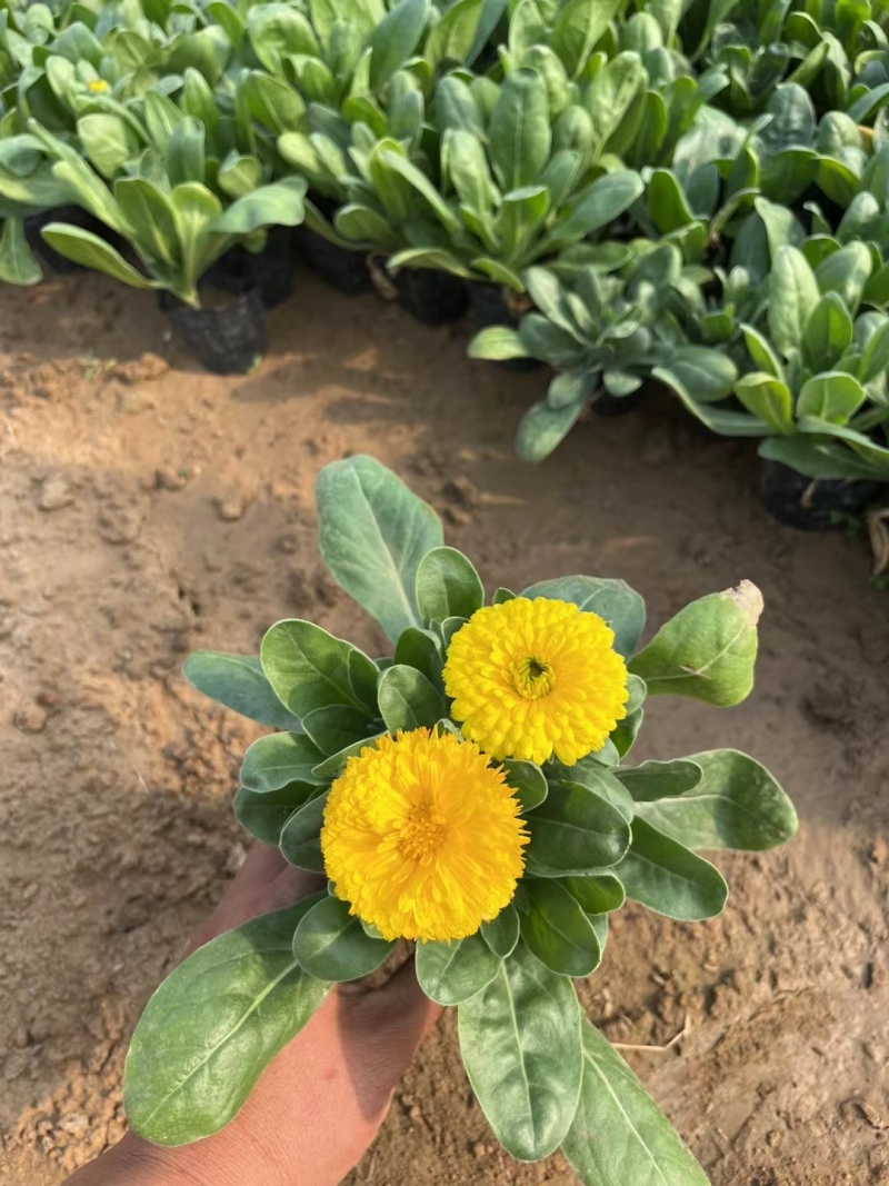 金盏菊，双色盆金盏菊