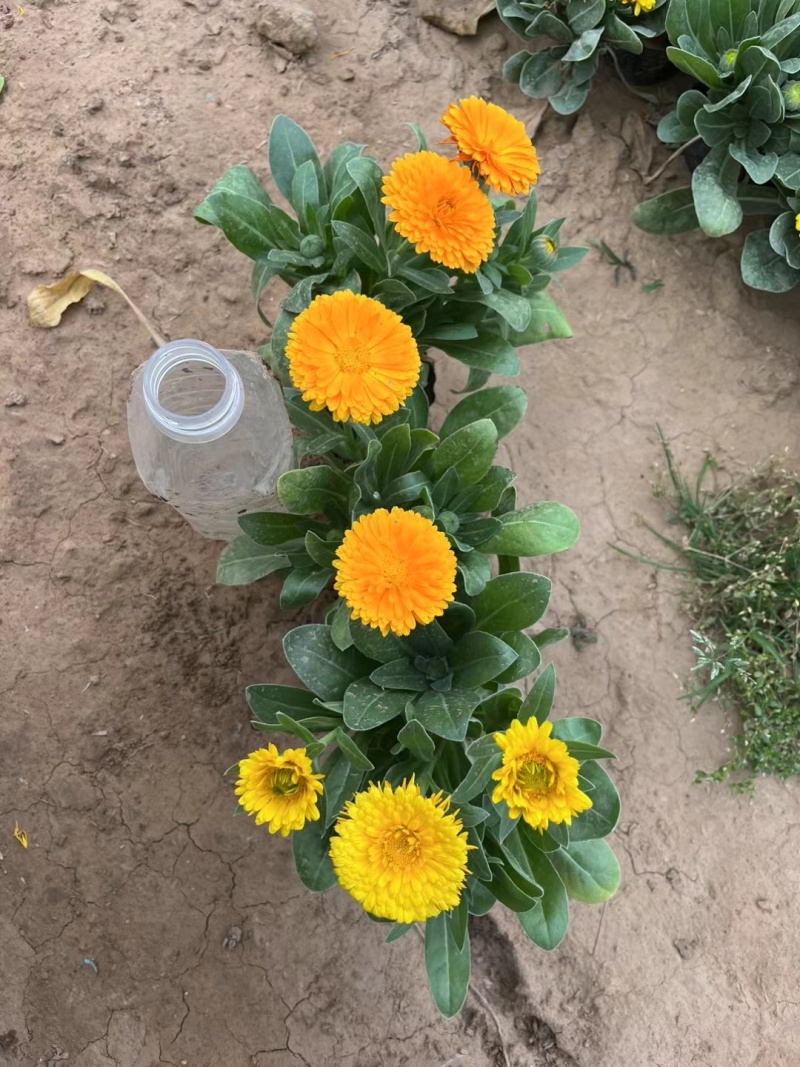 金盏菊，双色盆金盏菊