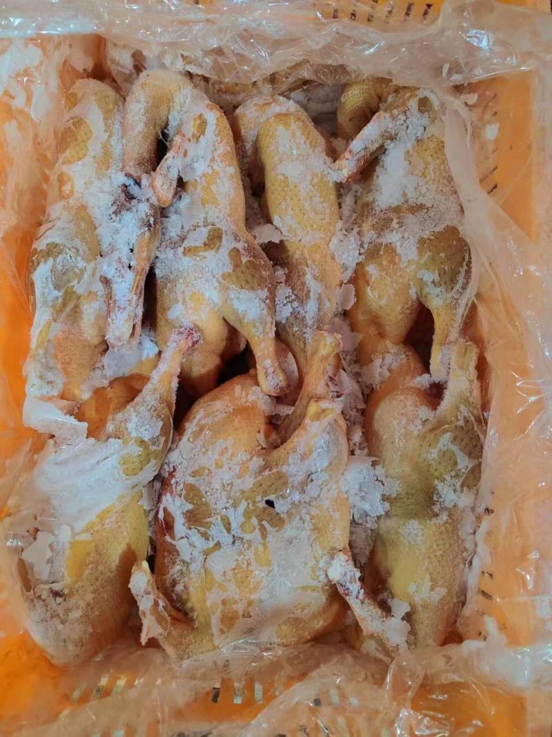 黄皮鸭