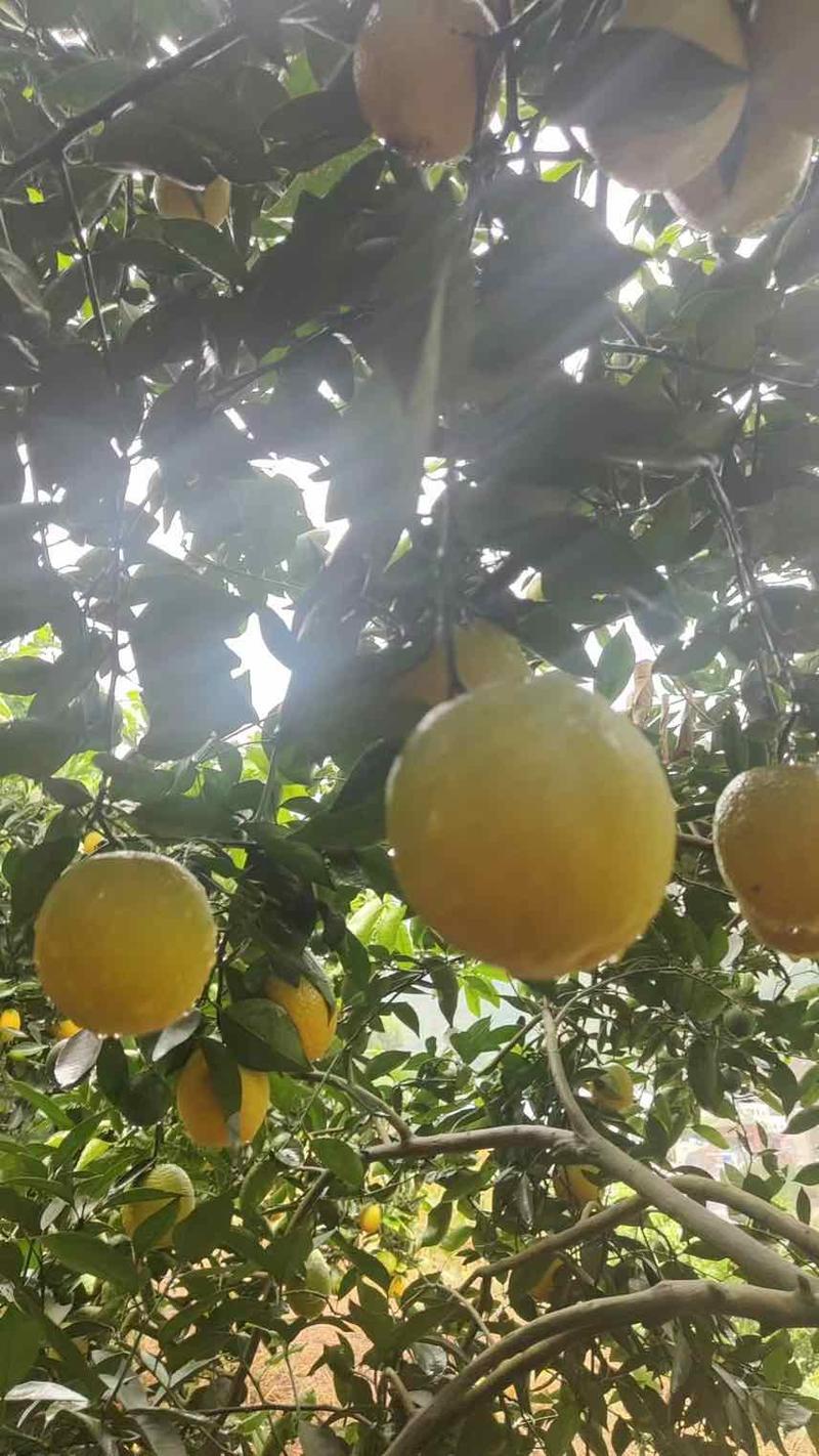 精品夏橙货源充足对接全国皮薄多汁量大从优质量保证