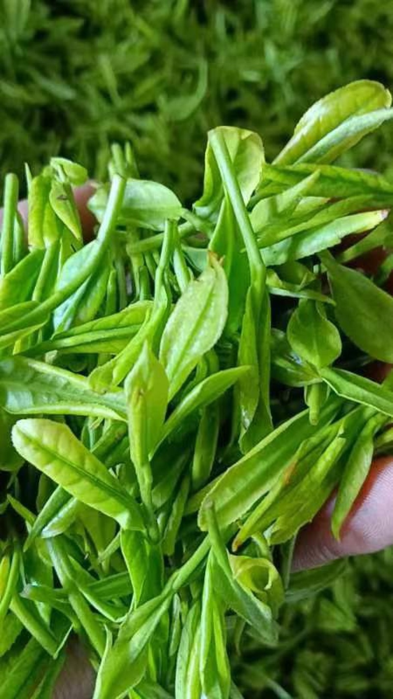 丽水精品乌牛早香茶，千顷茶园，规格齐全欢迎选购