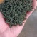 丽水精品乌牛早香茶，千顷茶园，规格齐全欢迎选购