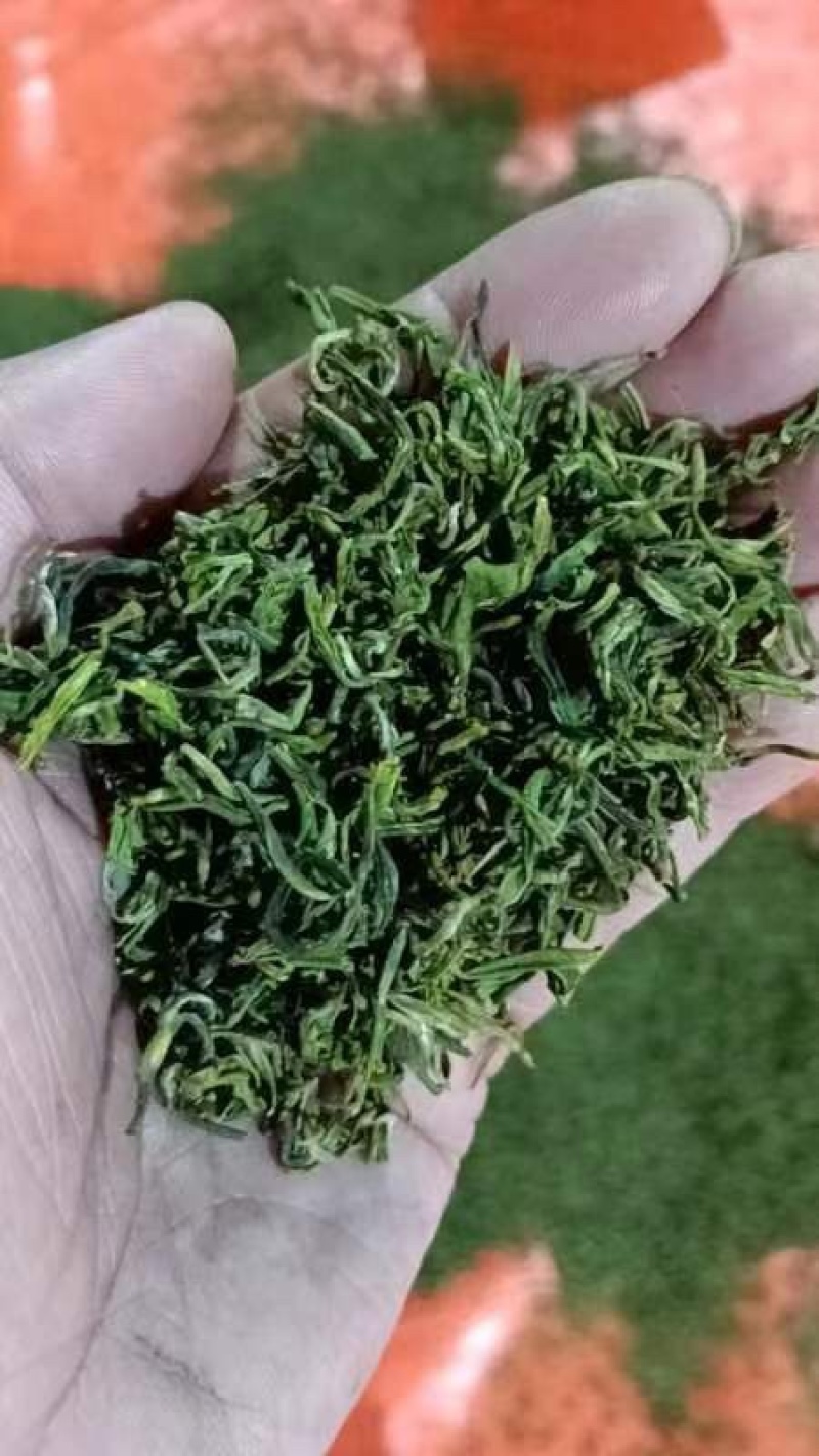 丽水精品乌牛早香茶，千顷茶园，规格齐全欢迎选购