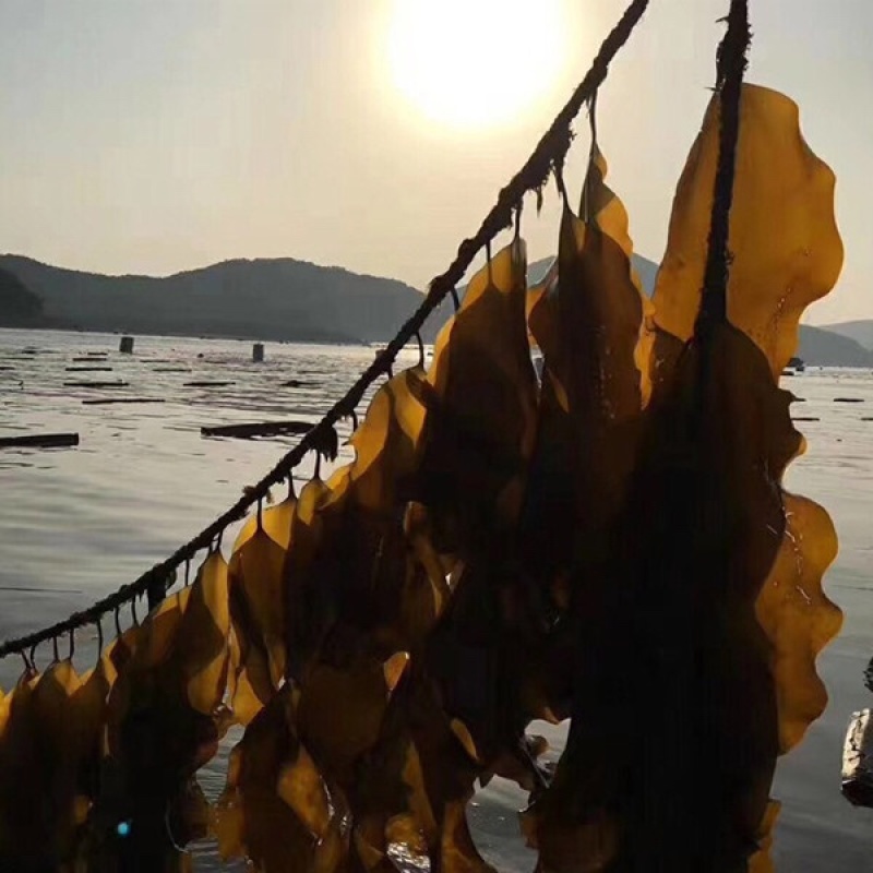 福建干海带，物美价廉，欢迎福