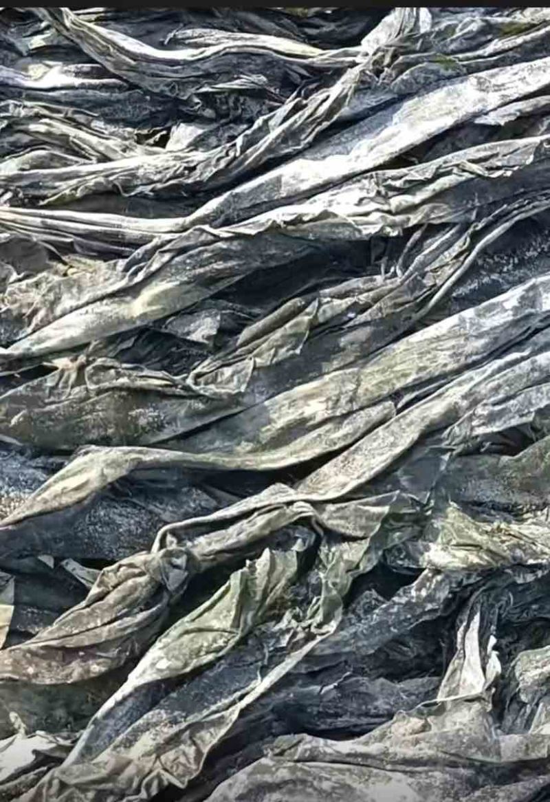 福建干海带，物美价廉，欢迎福