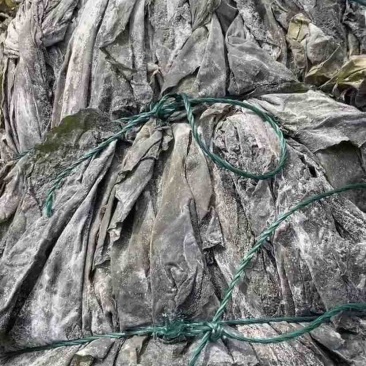 福建干海带，物美价廉，欢迎福