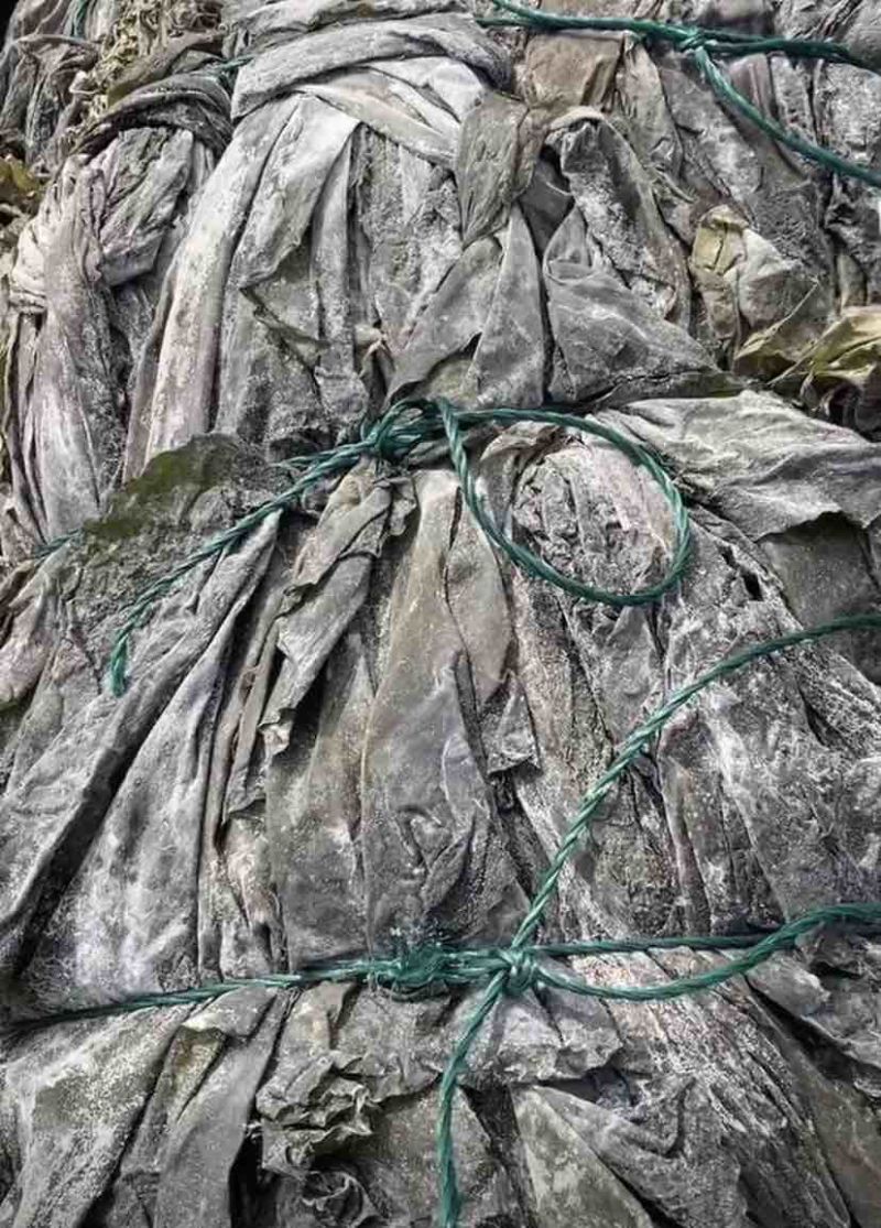福建干海带，物美价廉，欢迎福