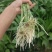 带根富贵竹水养绿植盆栽室内花卉好养易活客厅花