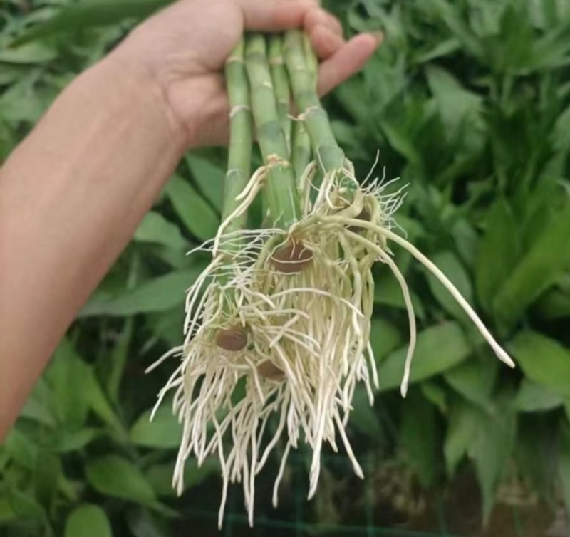 带根富贵竹水养绿植盆栽室内花卉好养易活客厅花
