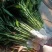 带根富贵竹水养绿植盆栽室内花卉好养易活客厅花