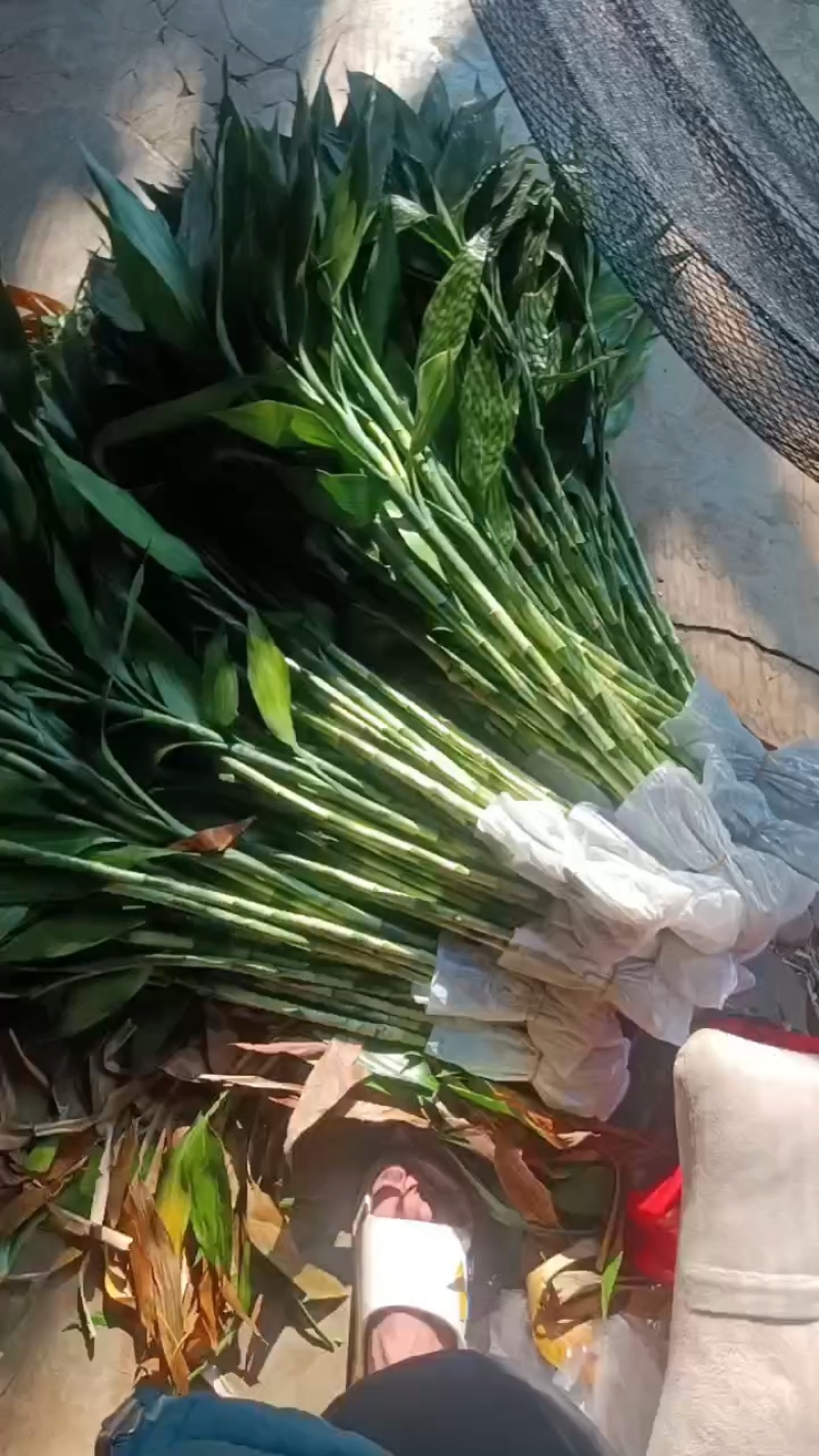带根富贵竹水养绿植盆栽室内花卉好养易活客厅花