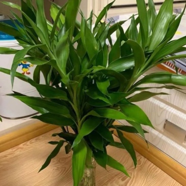 带根富贵竹水养绿植盆栽室内花卉好养易活客厅花