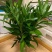 带根富贵竹水养绿植盆栽室内花卉好养易活客厅花