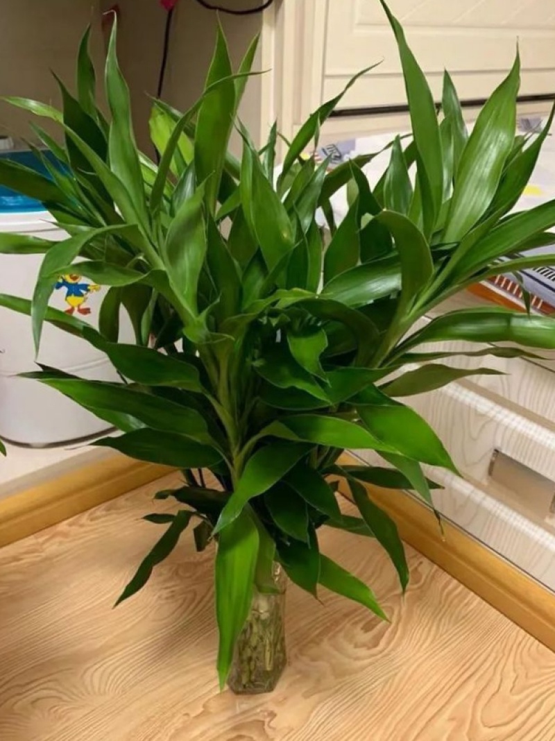 带根富贵竹水养绿植盆栽室内花卉好养易活客厅花