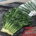 带根富贵竹水养绿植盆栽室内花卉好养易活客厅花