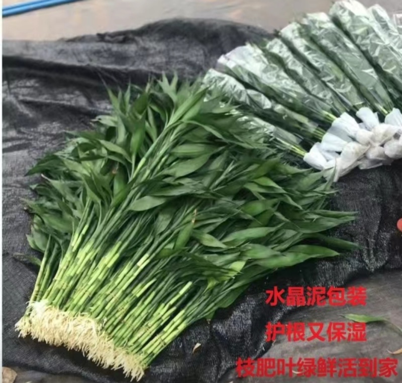 带根富贵竹水养绿植盆栽室内花卉好养易活客厅花