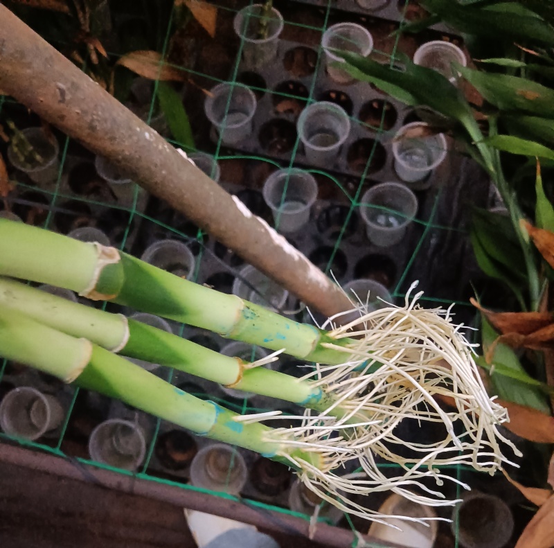 带根富贵竹水养绿植盆栽室内花卉好养易活客厅花
