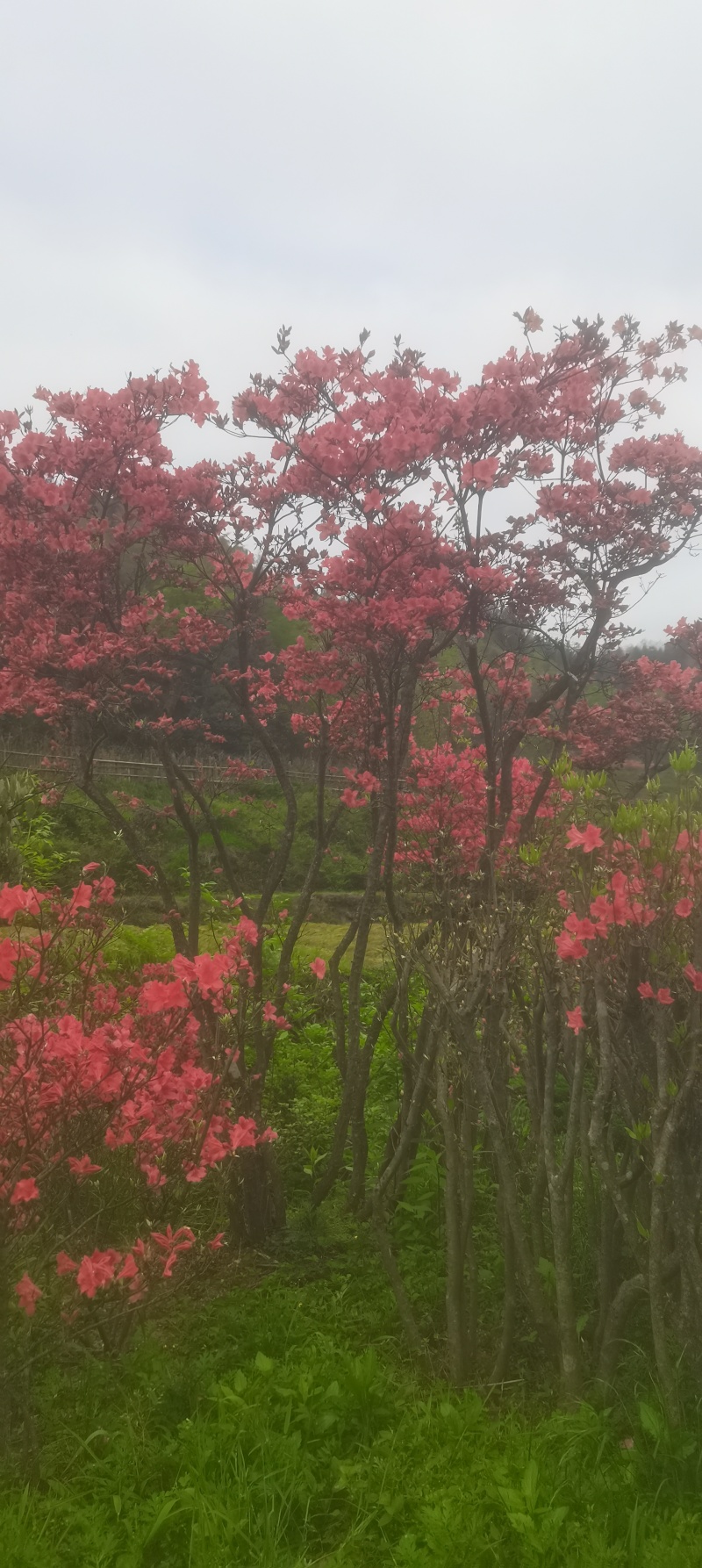 映山红国旗红
