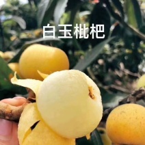 东山白玉枇杷