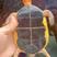 黄缘龟，一斤原种皖南粗鞭安缘成熟公，蜘蛛网纹高背大粗鞭