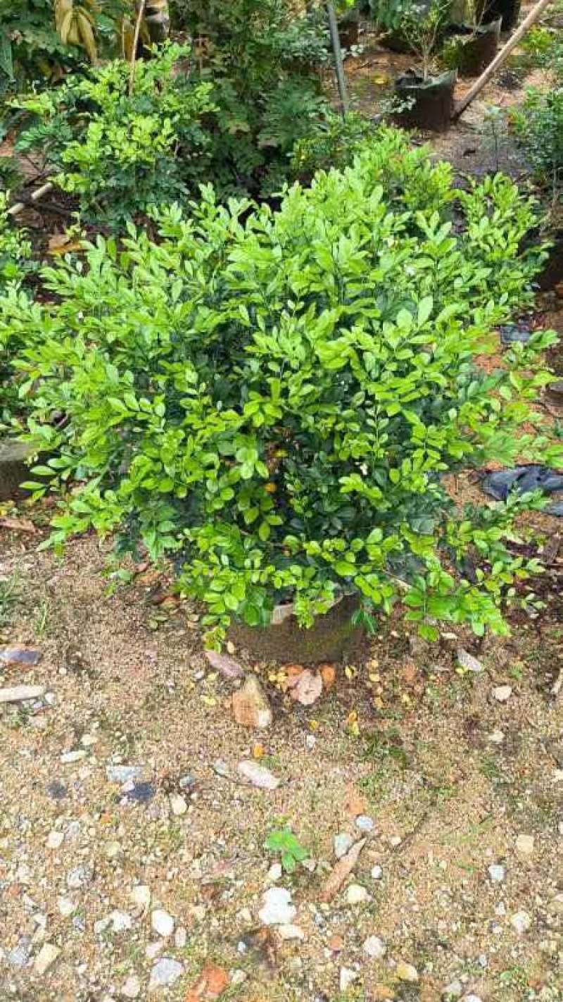 九里香球基地直销规格齐全有需要的老板欢迎来电咨询合作