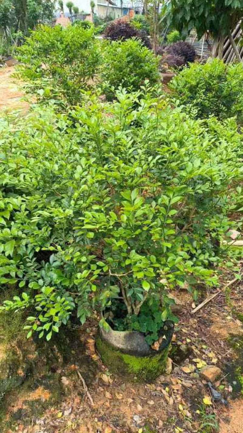 九里香球基地直销规格齐全有需要的老板欢迎来电咨询合作