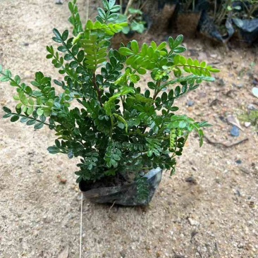 胡椒木袋苗盆栽基地直销质量优质有需要的老板欢迎来电咨询