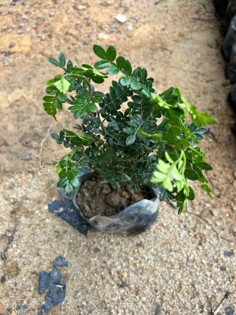 胡椒木袋苗盆栽基地直销质量优质有需要的老板欢迎来电咨询