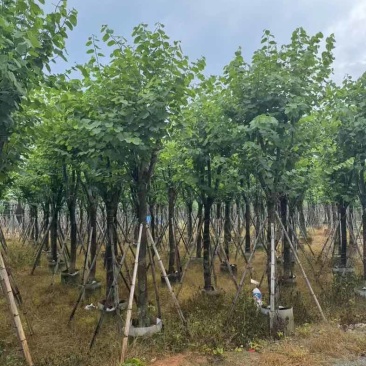 宫粉紫荆基地直销规格齐全有需要的老板欢迎来电咨询合作