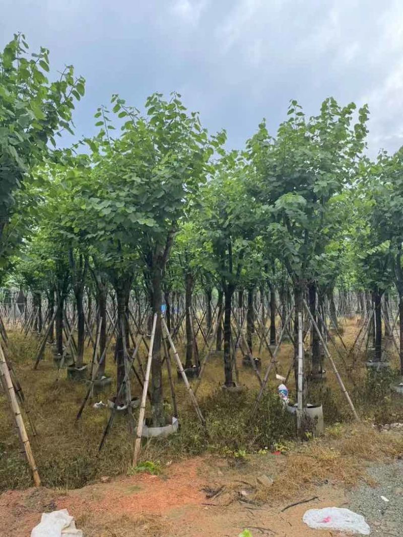 宫粉紫荆基地直销规格齐全有需要的老板欢迎来电咨询合作