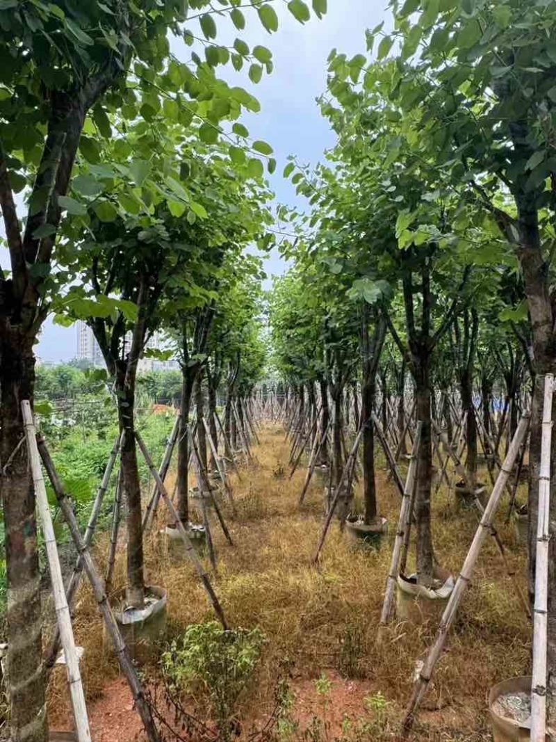 宫粉紫荆基地直销规格齐全有需要的老板欢迎来电咨询合作
