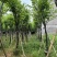 宫粉紫荆基地直销规格齐全有需要的老板欢迎来电咨询合作
