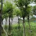宫粉紫荆基地直销规格齐全有需要的老板欢迎来电咨询合作