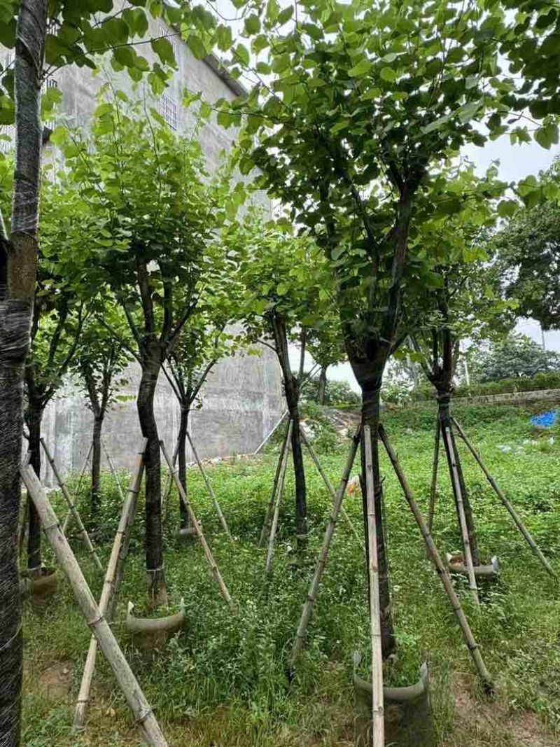 宫粉紫荆基地直销规格齐全有需要的老板欢迎来电咨询合作